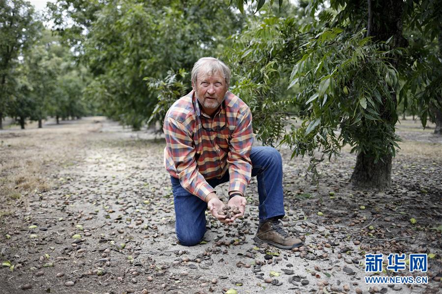 （國際&middot;圖文互動）（4）通訊：期待美中盡早達成貿(mào)易協(xié)議&mdash;&mdash;颶風(fēng)和關(guān)稅夾擊下的美國山核桃種植戶盼重回中國市場