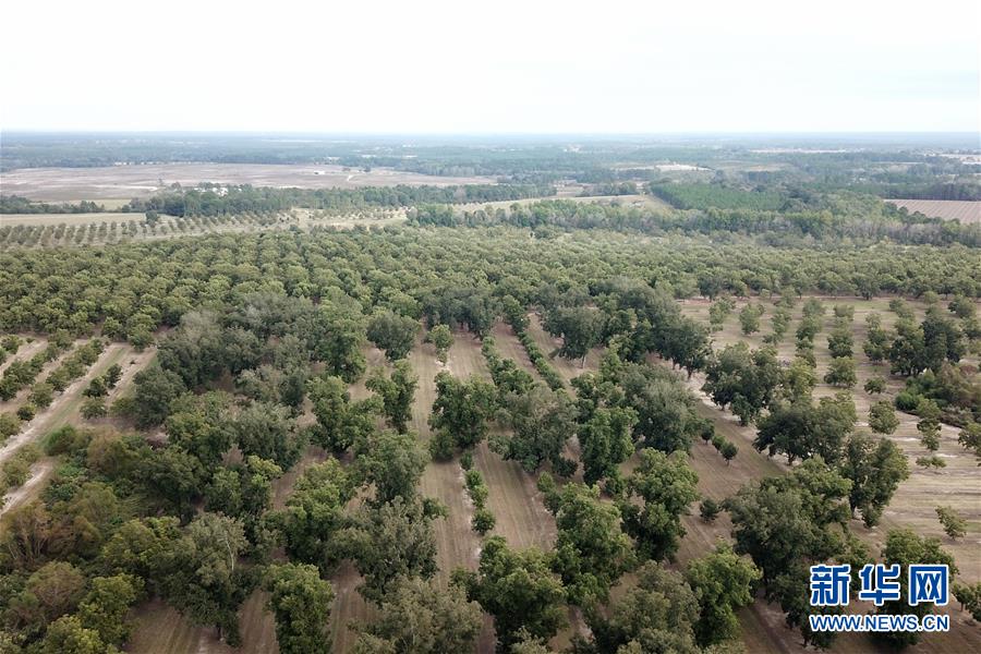 （國際&middot;圖文互動）（6）通訊：期待美中盡早達成貿(mào)易協(xié)議&mdash;&mdash;颶風(fēng)和關(guān)稅夾擊下的美國山核桃種植戶盼重回中國市場