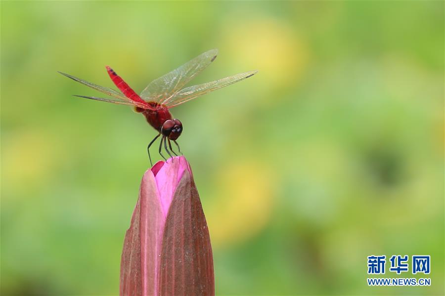 （國際&middot;年終報道）（7）2019，精&ldquo;彩&rdquo;紛呈
