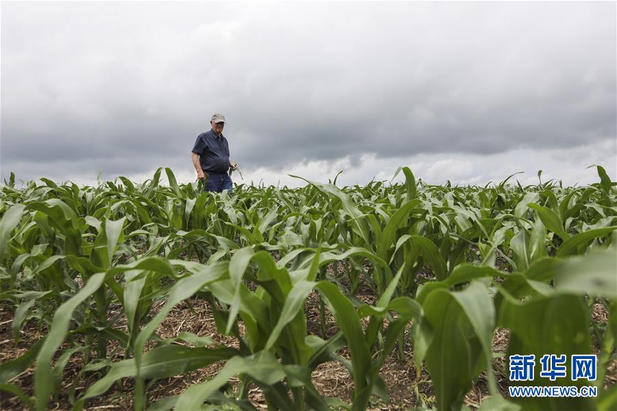（國際&middot;圖文互動）（3）通訊：貿易戰(zhàn)凸顯美國農業(yè)發(fā)展隱憂