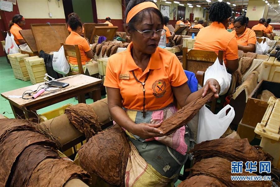 （國際&middot;圖文互動(dòng)）（6）古巴優(yōu)質(zhì)手卷雪茄誕生記&mdash;&mdash;訪古巴最大雪茄廠