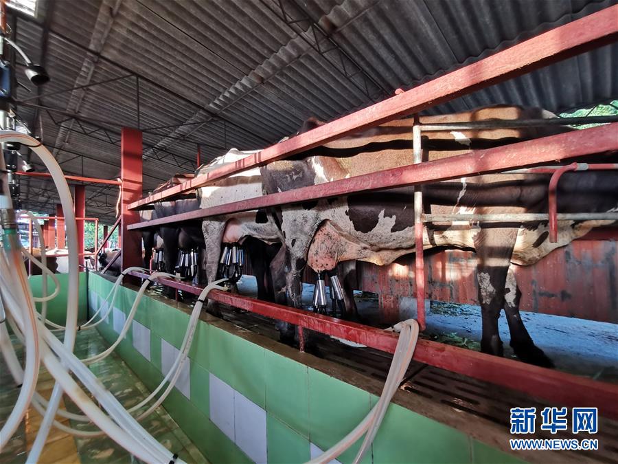 （國(guó)際&middot;圖文互動(dòng)）（3）通訊：&ldquo;有機(jī)&rdquo;已成古巴農(nóng)民生活方式