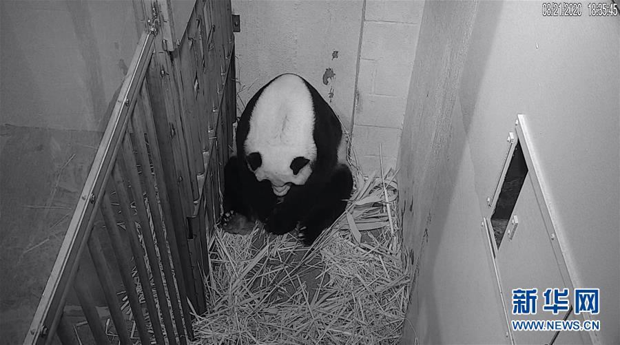 （國(guó)際）（1）22歲&ldquo;高齡&rdquo;旅美大熊貓&ldquo;美香&rdquo;順利產(chǎn)仔