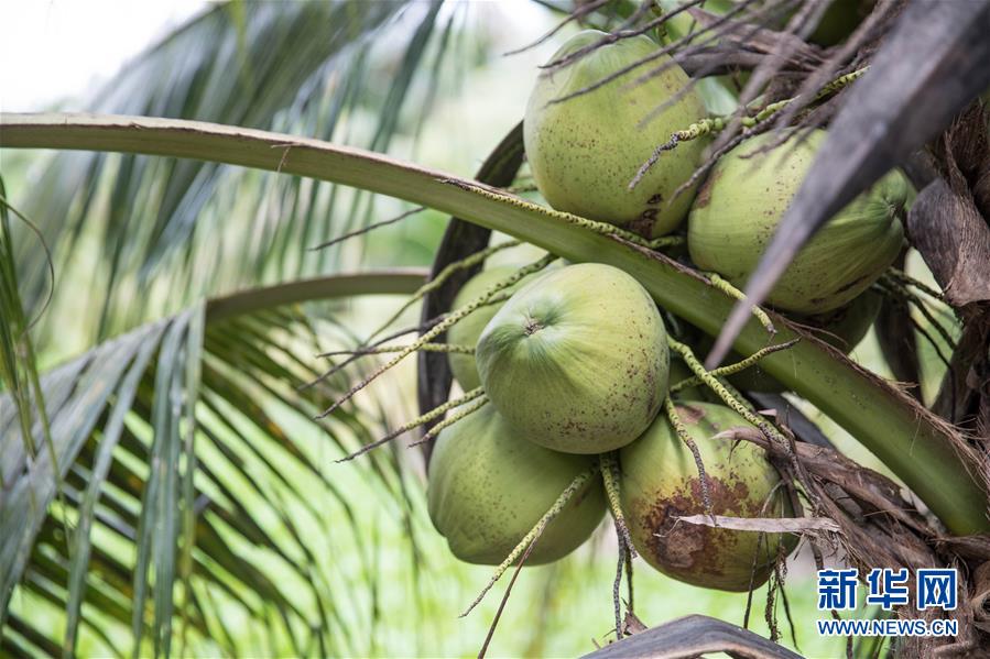 (第三屆進(jìn)博會(huì)·圖文互動(dòng))(8)通訊:椰香飄進(jìn)進(jìn)博會(huì) 市場(chǎng)開(kāi)放共繁榮——一名泰國(guó)椰商的心聲