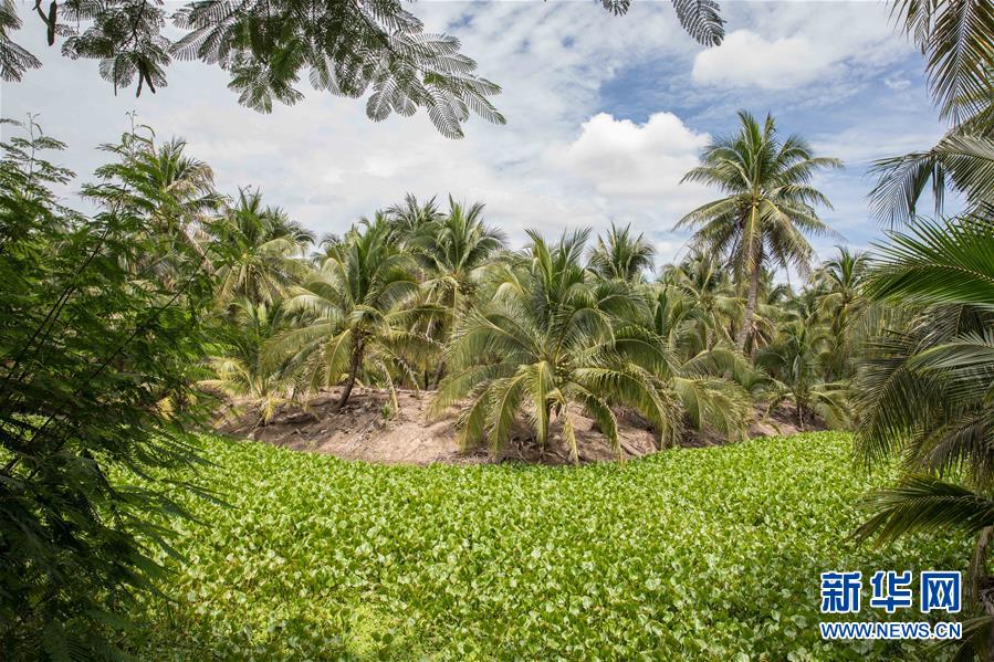 (第三屆進(jìn)博會(huì)·圖文互動(dòng))(9)通訊:椰香飄進(jìn)進(jìn)博會(huì) 市場(chǎng)開(kāi)放共繁榮——一名泰國(guó)椰商的心聲