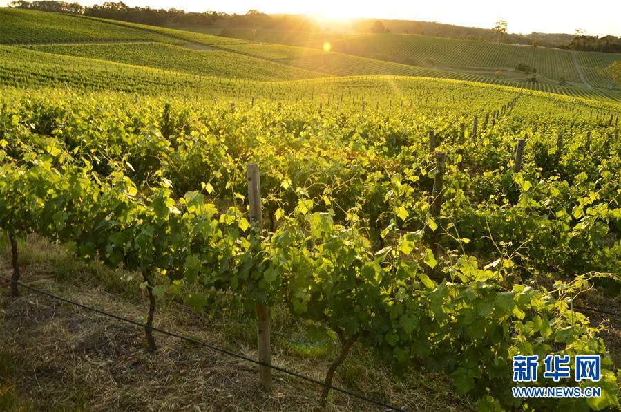 (第三屆進(jìn)博會·圖文互動)(1)專訪:進(jìn)博會是了解中國市場的好機會——訪澳大利亞諾瓦維塔葡萄酒集團(tuán)創(chuàng)始人卡臣