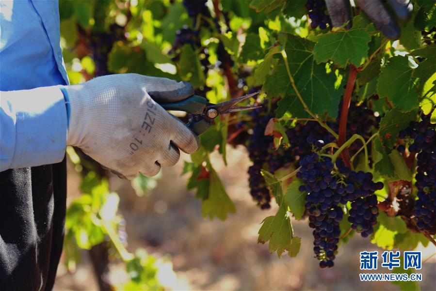 (第三屆進(jìn)博會·圖文互動)(2)專訪:進(jìn)博會是了解中國市場的好機會——訪澳大利亞諾瓦維塔葡萄酒集團(tuán)創(chuàng)始人卡臣