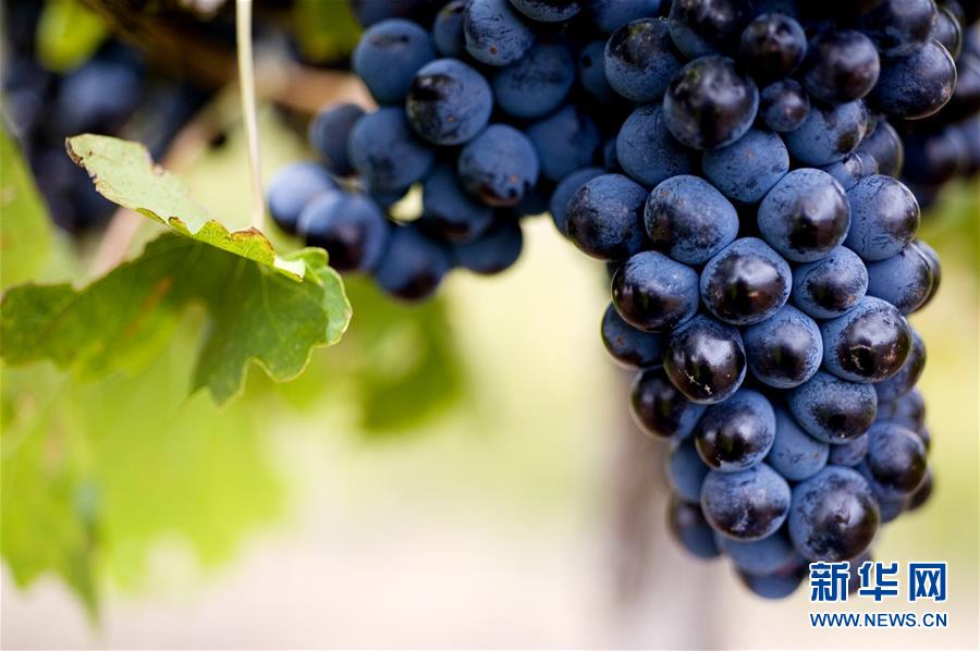 (第三屆進(jìn)博會·圖文互動)(4)專訪:進(jìn)博會是了解中國市場的好機會——訪澳大利亞諾瓦維塔葡萄酒集團(tuán)創(chuàng)始人卡臣