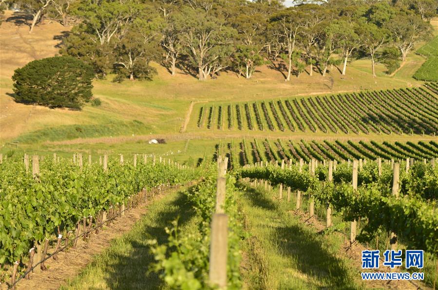 (第三屆進(jìn)博會·圖文互動)(5)專訪:進(jìn)博會是了解中國市場的好機會——訪澳大利亞諾瓦維塔葡萄酒集團(tuán)創(chuàng)始人卡臣