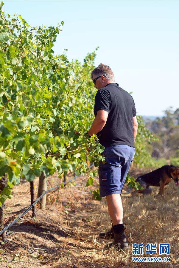(第三屆進(jìn)博會·圖文互動)(8)專訪:進(jìn)博會是了解中國市場的好機會——訪澳大利亞諾瓦維塔葡萄酒集團(tuán)創(chuàng)始人卡臣