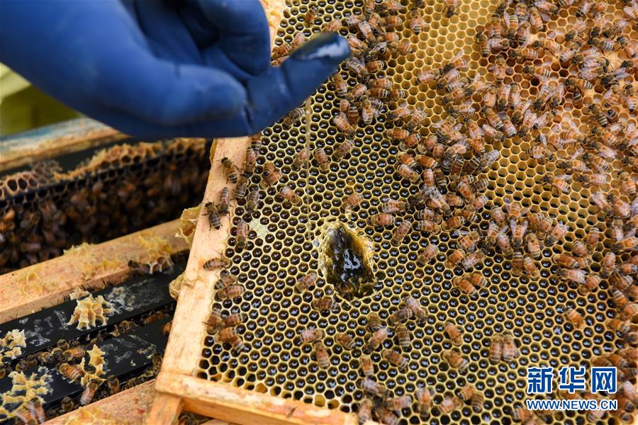 （第三屆進博會&middot;圖文互動）（6）通訊：新西蘭的進博會味道，甜