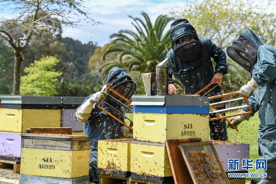 （第三屆進(jìn)博會(huì)&middot;圖文互動(dòng)）（8）通訊：新西蘭的進(jìn)博會(huì)味道，甜