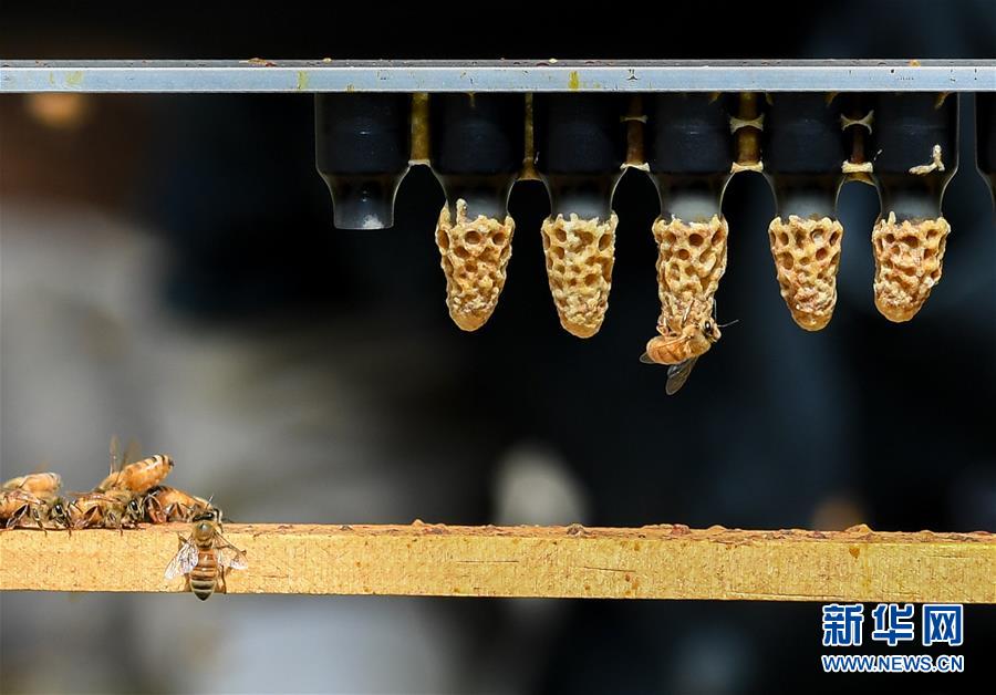 （第三屆進(jìn)博會(huì)&middot;圖文互動(dòng)）（9）通訊：新西蘭的進(jìn)博會(huì)味道，甜