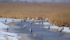 中國(guó)&ldquo;最北&rdquo;濕地迎來(lái)今年首批候鳥(niǎo)