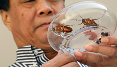 【圖片故事】&ldquo;蟑螂先生&rdquo;馴蟲(chóng)記