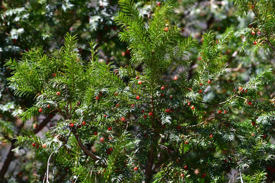 時隔40多年，我國再度發(fā)現(xiàn)珍稀瀕危植物密葉紅豆杉種群
