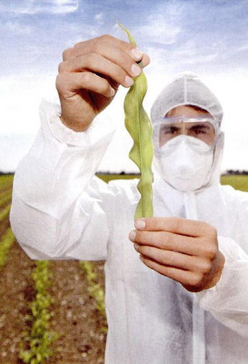 轉(zhuǎn)基因&ldquo;轉(zhuǎn)&rdquo;的是什么？