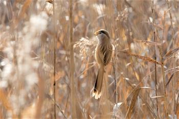 山東高青：&ldquo;鳥中熊貓&rdquo;濕地過(guò)冬