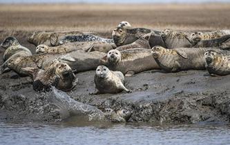 斑海豹洄游棲息遼河入?？? />  
<div>斑海豹洄游棲息遼河入?？?/div>
</a> 
</div>
<div   id=