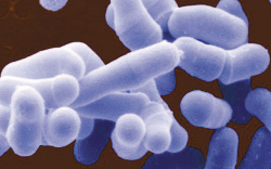 &ldquo;太空細(xì)菌&rdquo;或成世界新能源