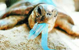 你隨手一扔，也許就毀掉它們的一生！