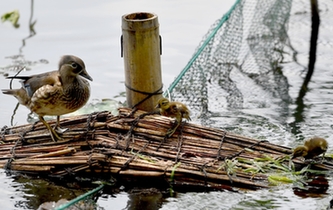超有愛！西湖里的鴛鴦&ldquo;愛心橋&rdquo;升級(jí)