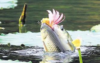 魚&ldquo;戀&rdquo;花